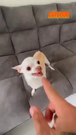 Funny 😂🤣 dog video