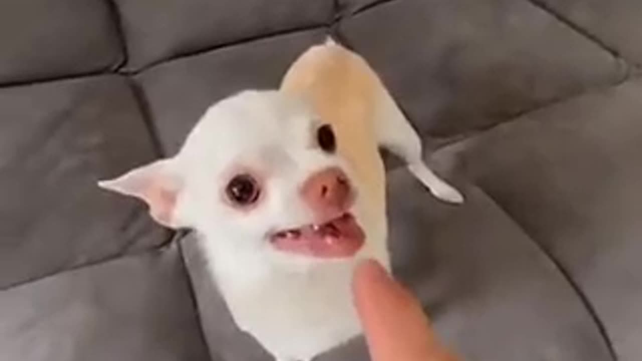 Funny 😂🤣 dog video