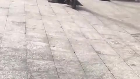 The monkey hit the tree with his bike
