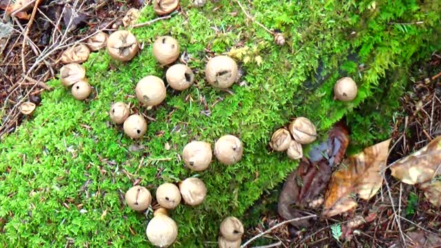 Poisonous Black Puffball Mushrooms