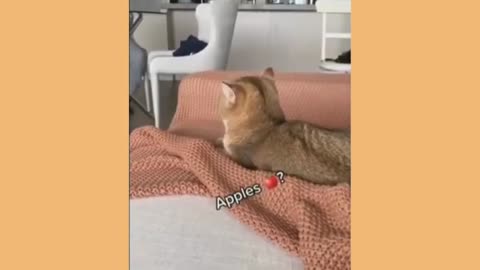 Funny Animal Videos Best Dogs And Cats Funny Videos