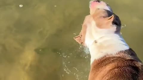 When your pitbull catches you a fish