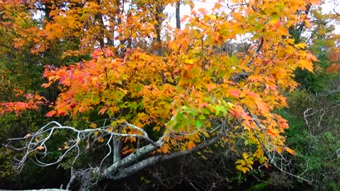 Foliage