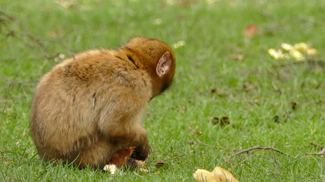 Cut Monkey Eating Bread