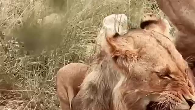 Lion Pride. Secret Valley Road. Olifants North. Greater Kruger National Park. South Africa