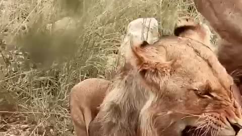 Lion Pride. Secret Valley Road. Olifants North. Greater Kruger National Park. South Africa