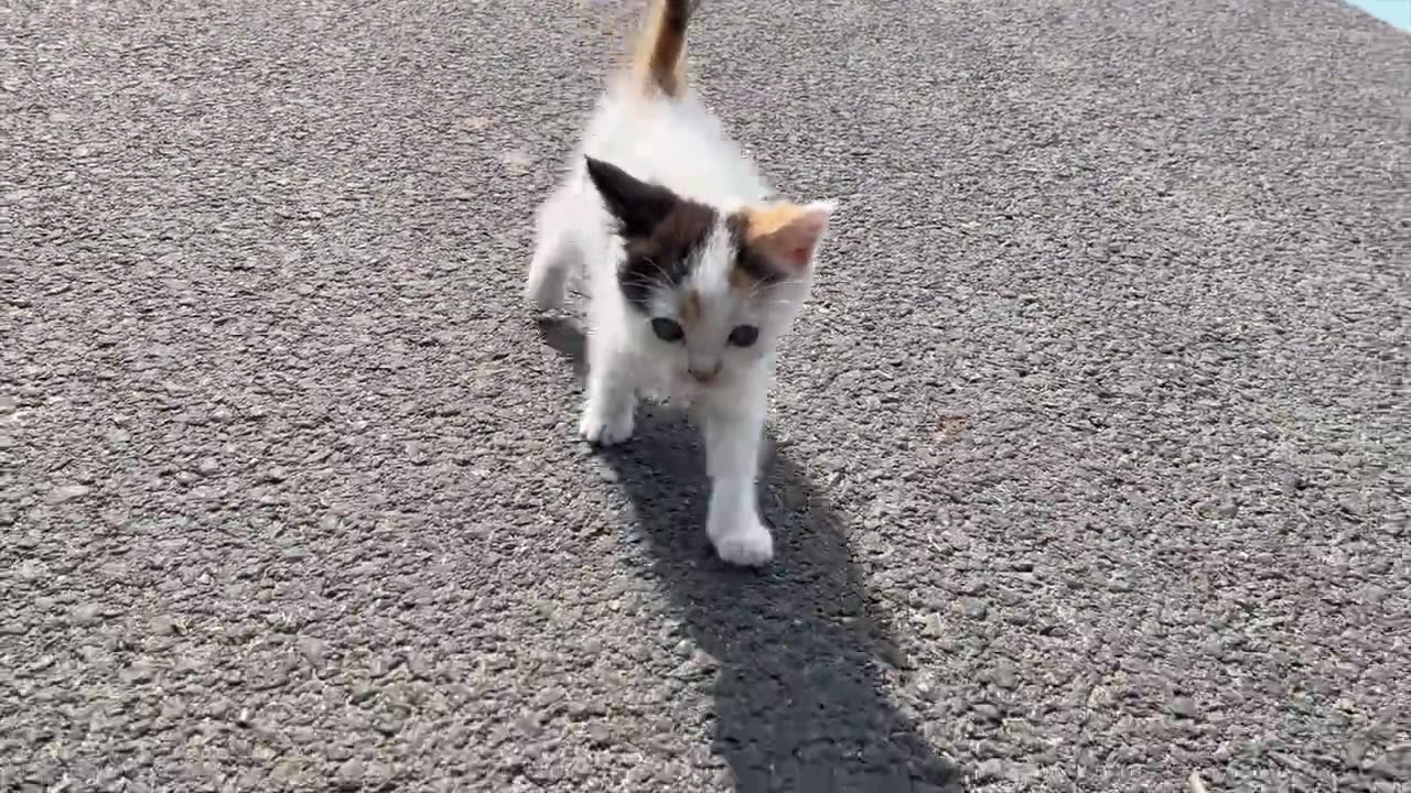 The Three Flower Cat Family Under the Warm Summer Sun