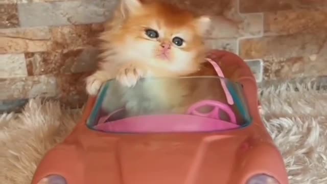 Pets activity 😍 pets lover ❤ cats lover 🥰