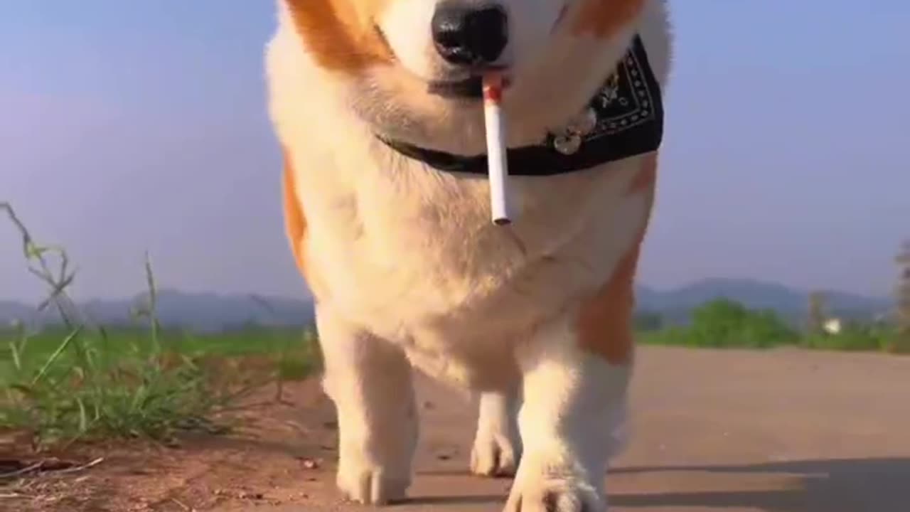 dog and walk