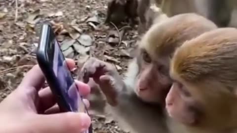 MONKEY TEACHER