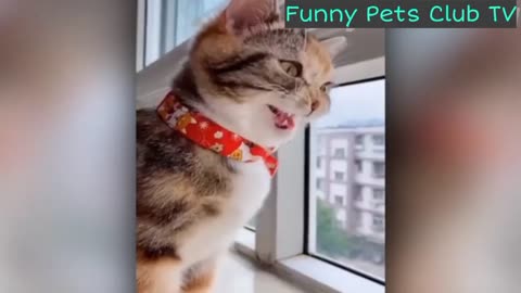 Funny Animal Videos 🤣 Funniest Cats and Dogs Videos 2024 😅