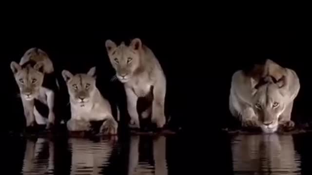 Stay tuned for the lioness