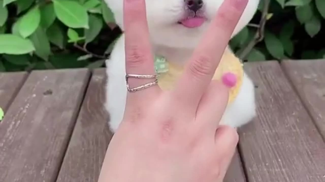 cute white dog playing with hand#cutedog#funnydog