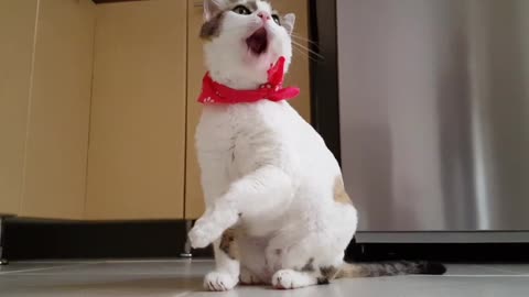 Very cute cat