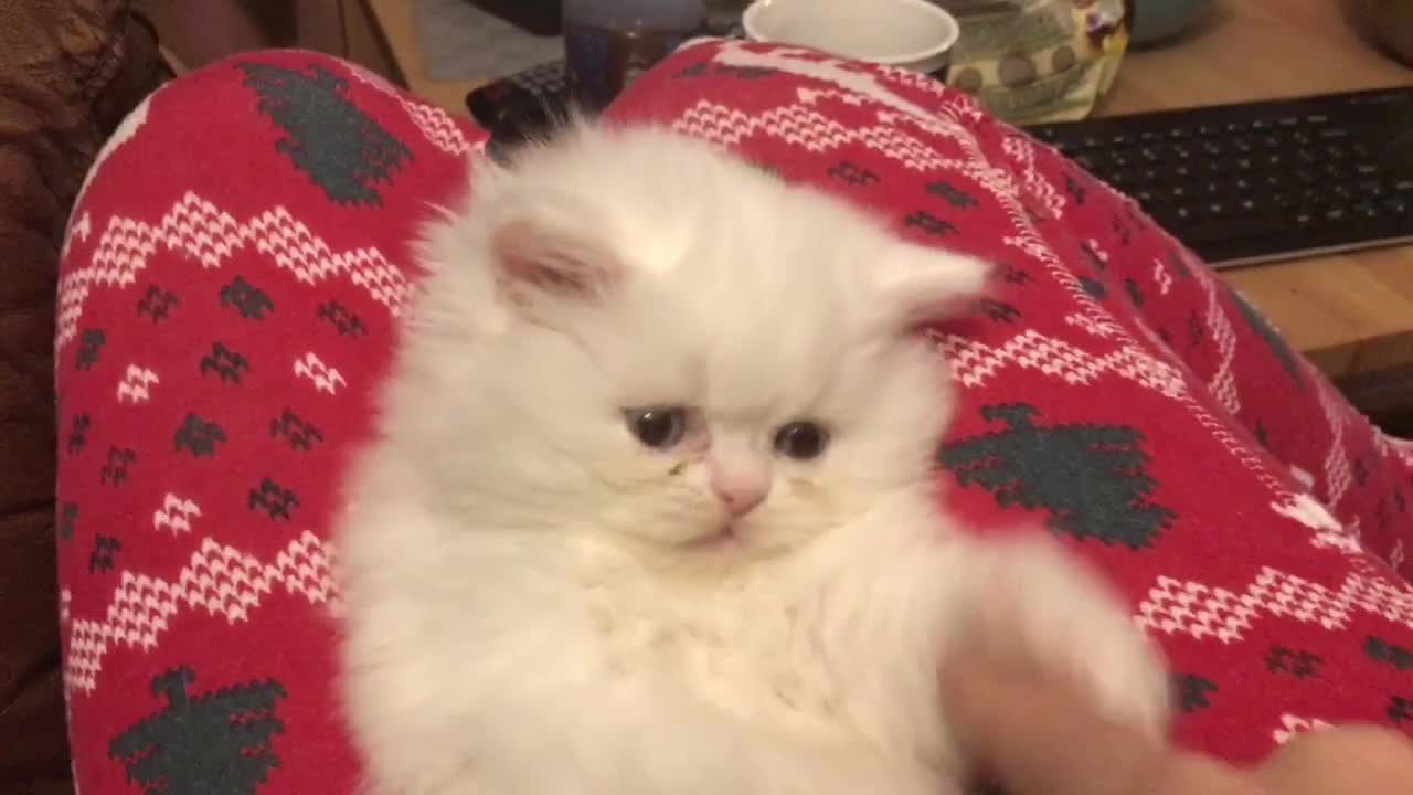 Persian white kitten with blue eyes!