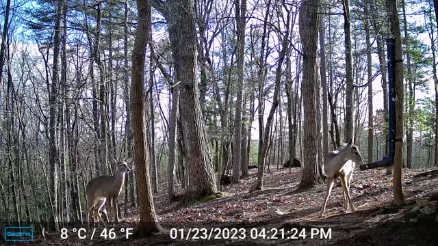 The Woods – 01/24/2023
