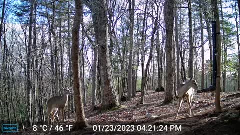 The Woods – 01/24/2023