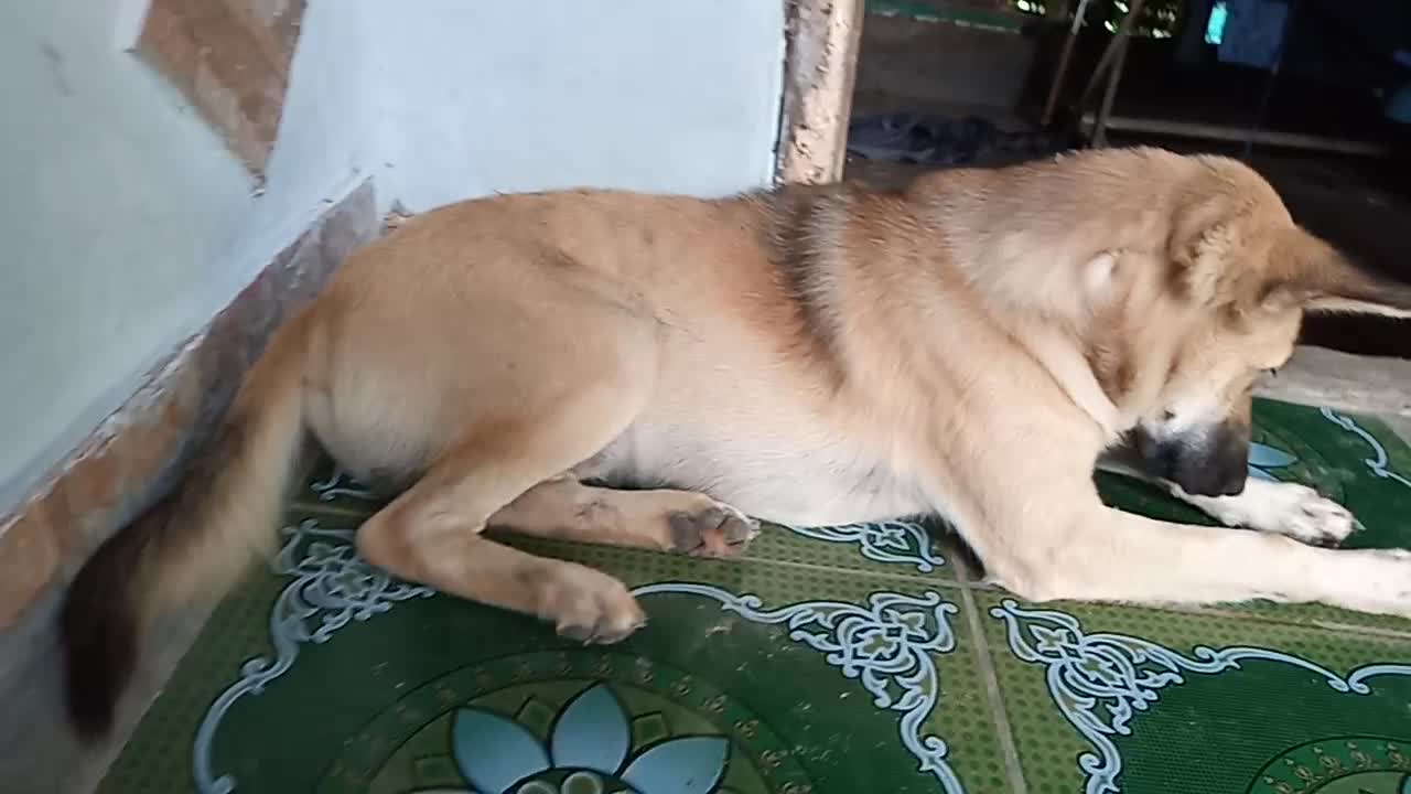 Puppy meeting - the dog is lying on the terrace, because the weather is hot