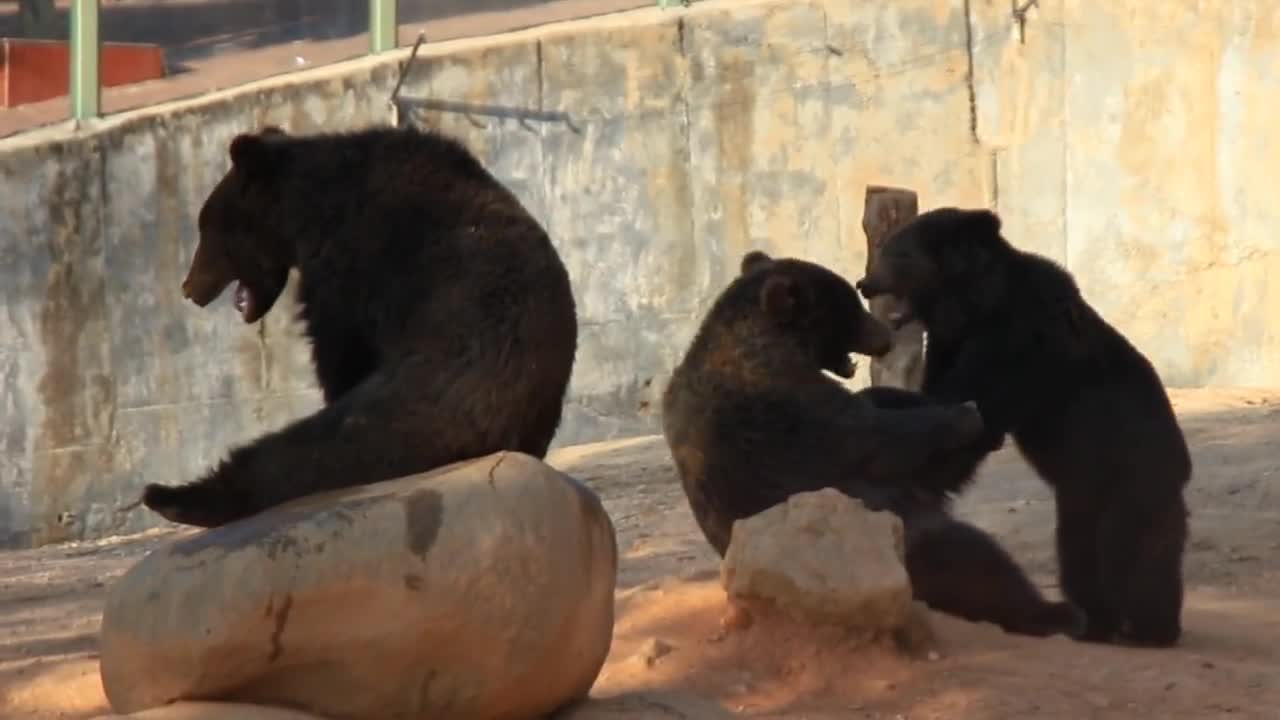 brown bears