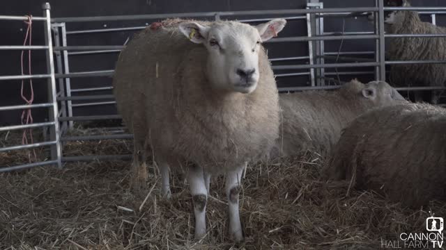 Preparing for Lambing - Cannon Hall Farm