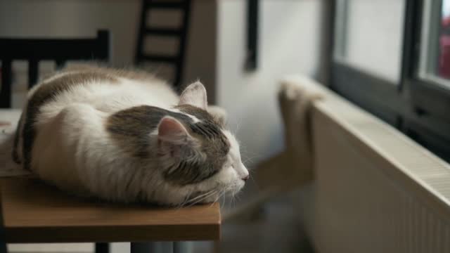 Cat lying on the cafe table at Cat Cafe, Budapest