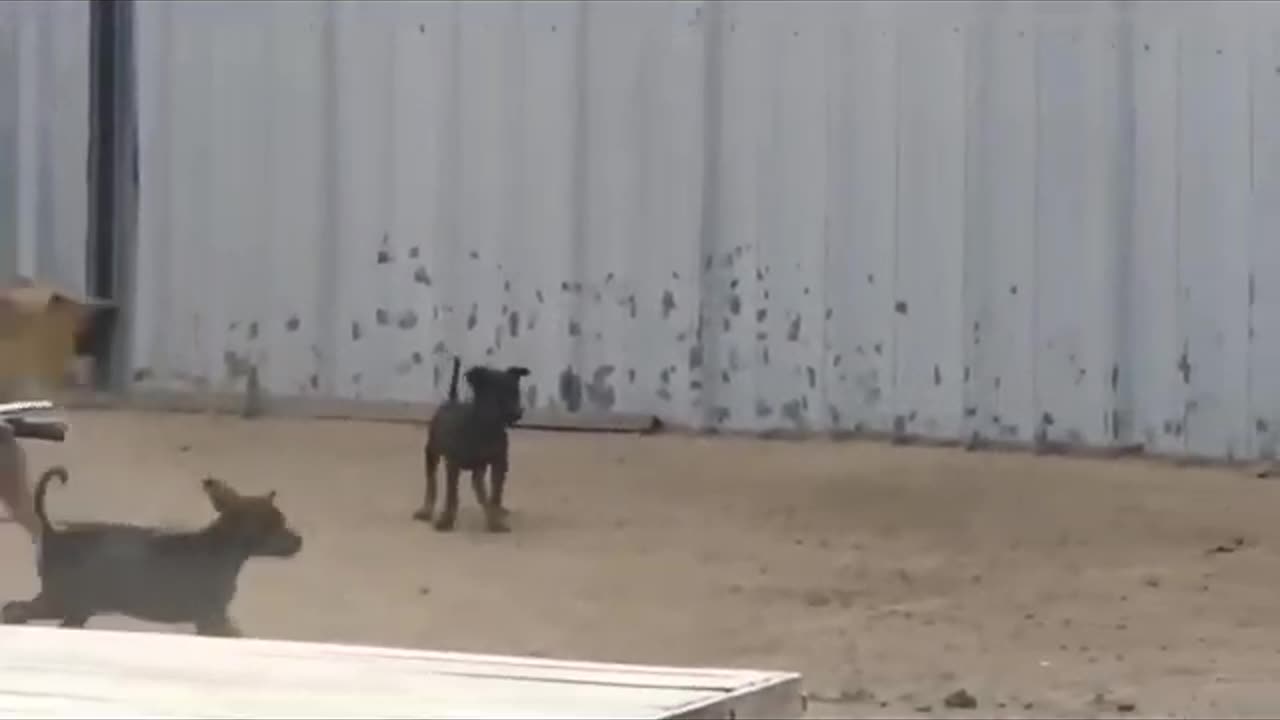 Prank Troll Dog funny videos / fake lion, fake tiger.....