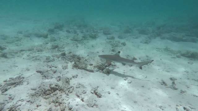 Different Species Of Sharks Swimming Underwater: Relaxing Music