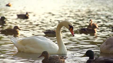 White Swan in Super Slow Motion