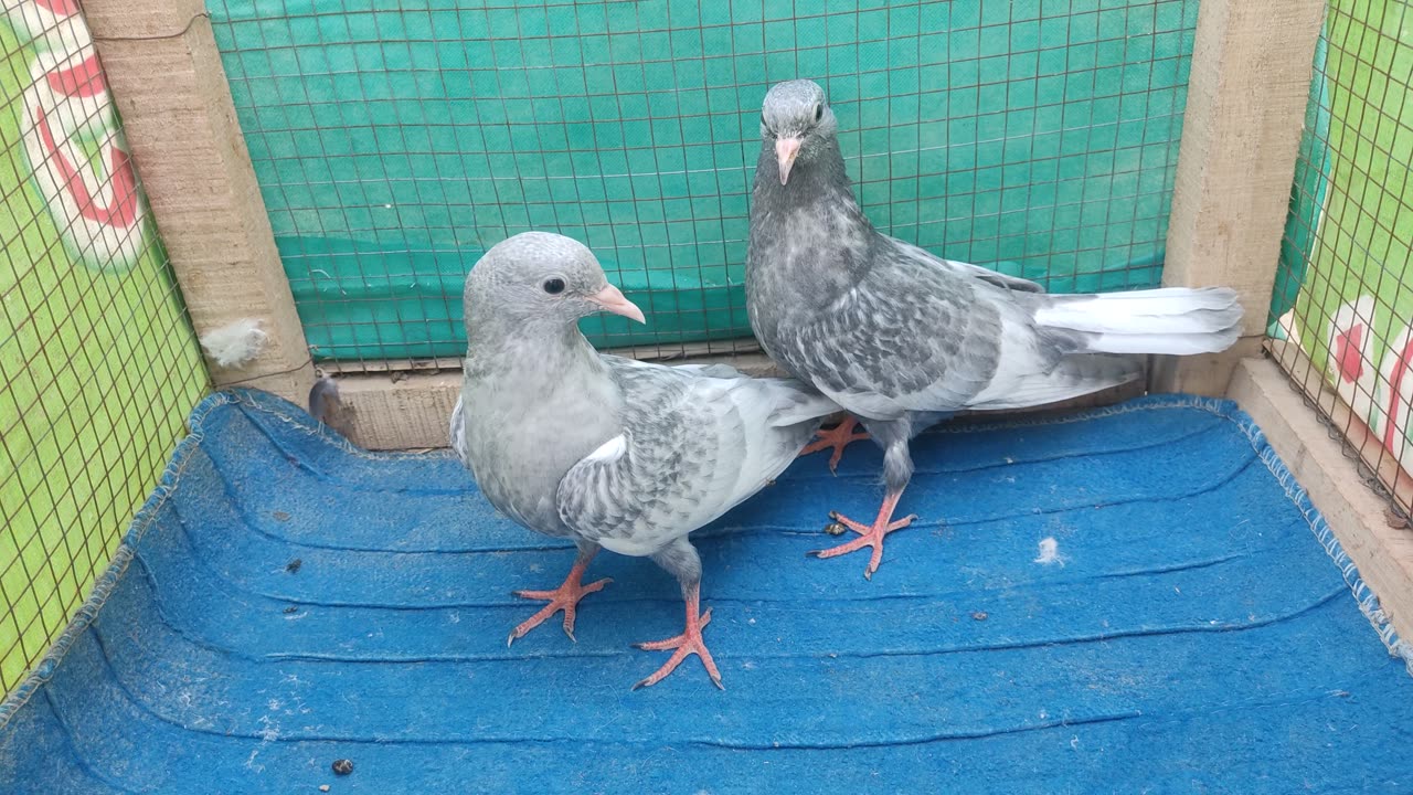 Pigeon