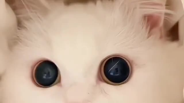 Hi..🐈😅