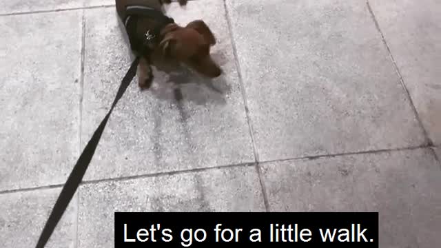 Little Dog Doesn't Want to go for a Walk