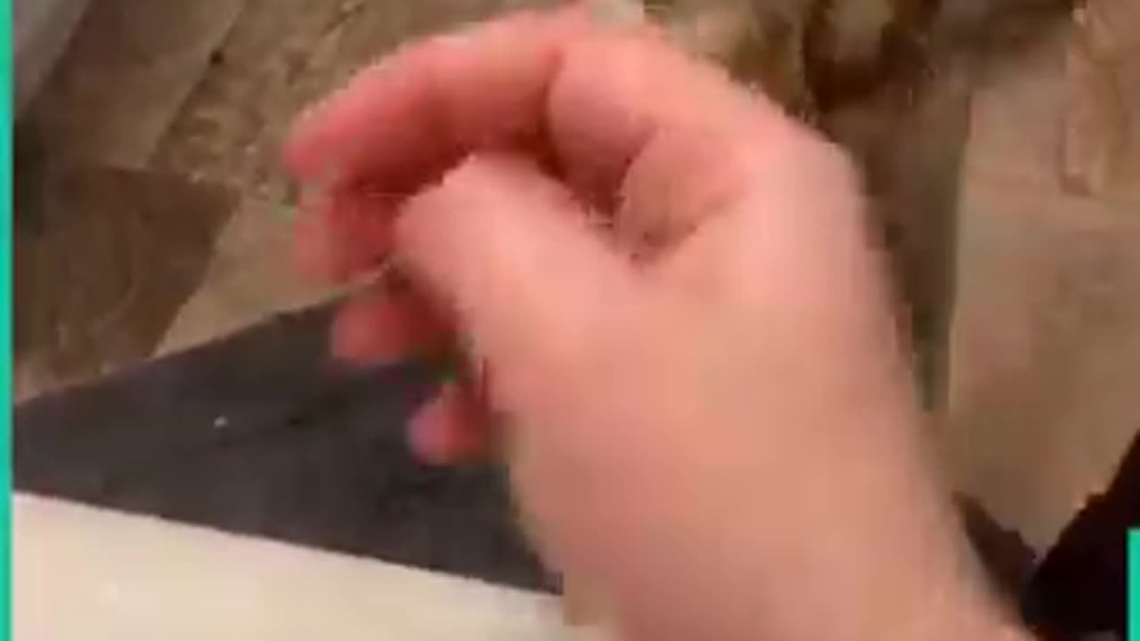 Noity Cat's πΏπ
