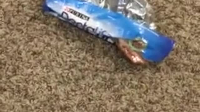 guilty dog hides face in shame shameful dog apologizes for almost biting owner - - 2020 - 12