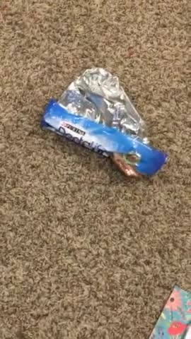 guilty dog hides face in shame shameful dog apologizes for almost biting owner - - 2020 - 12