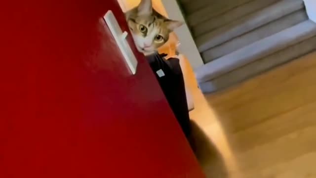 😻 . . . . . . Credit to respective owner Dm for credit or removal