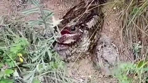 Holy hell 😮 almost dropped my phone 😏 what is it