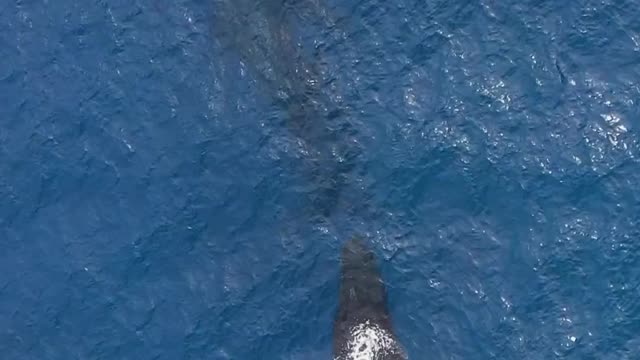 Watch the largest giant whale discovered in the world. Huge and awesome size 😲😱