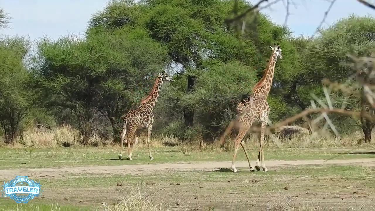 Baby Animals of Africa, Calving Season In Tanzania