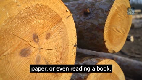 How a tree becomes paper