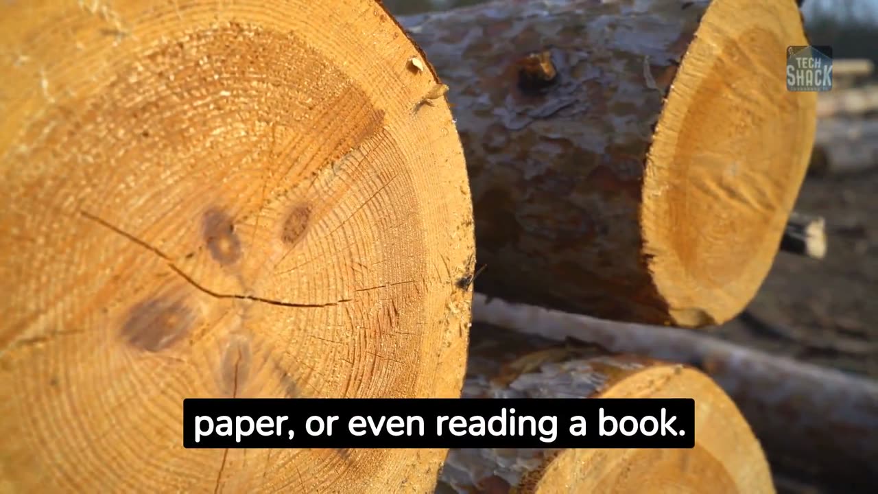 How a tree becomes paper