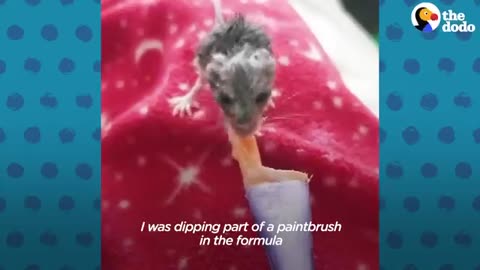 Tiny Babked Into Blankets - The Dodo Little But Fierce_Cut