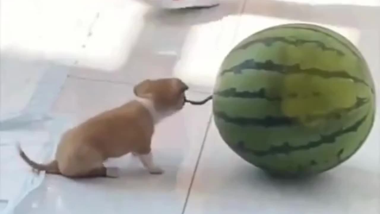 Tiny Puppy Tries to Move a Huge Watermelon! 🐶🍉🥺