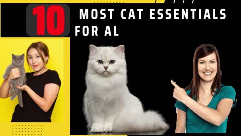 10 Most Cat Essentials for all Cats Lovers