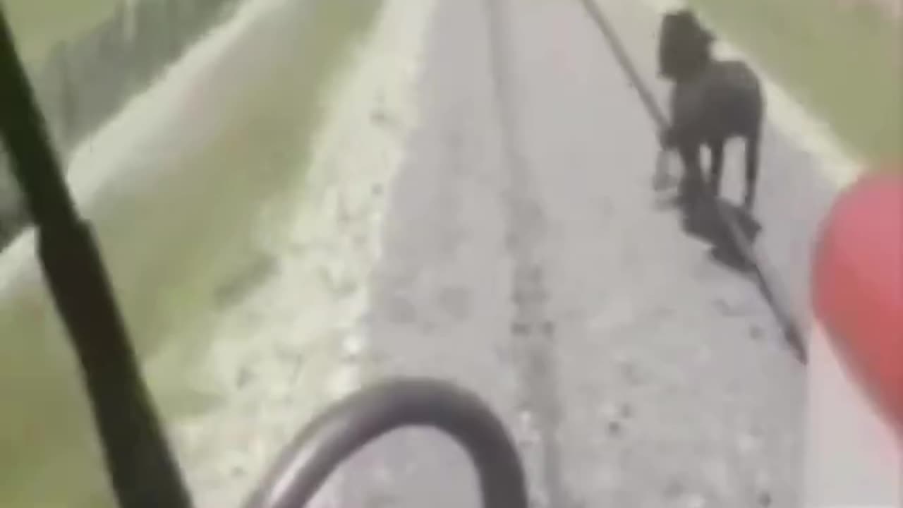 Horse Running From Train