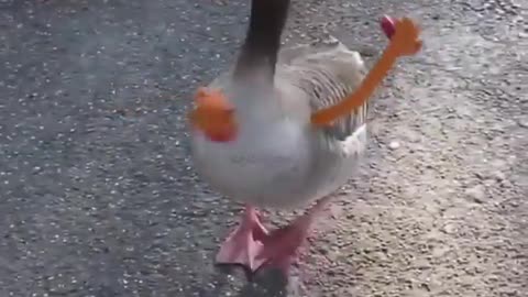 Funny animal video