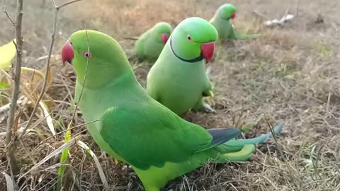 Ringeck Parrot Vidoes