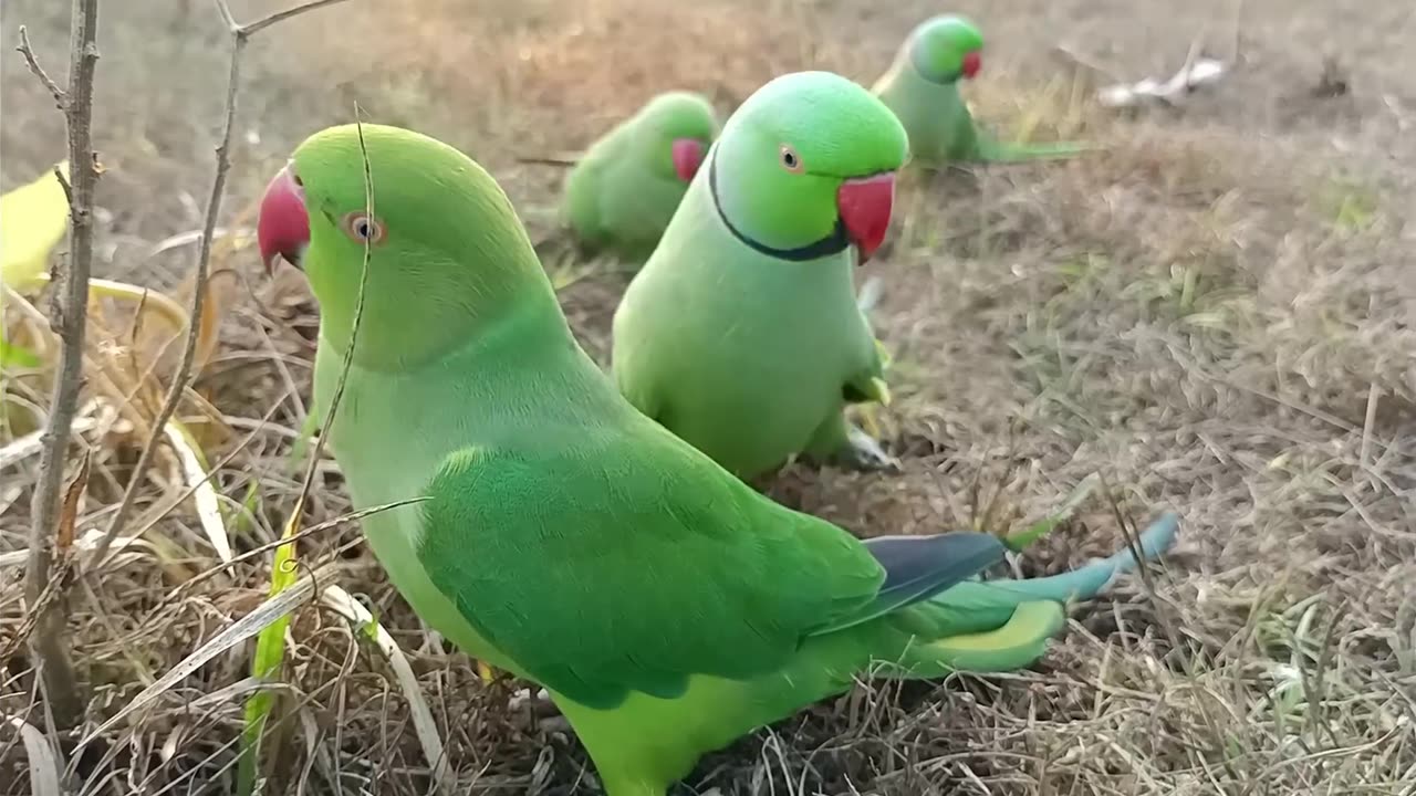 Ringeck Parrot Vidoes