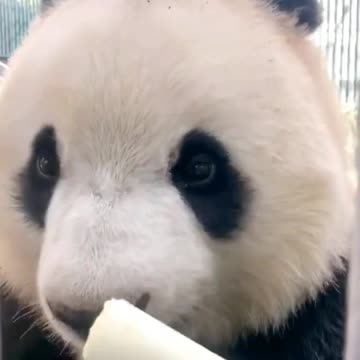 Eat some staple food ~ eat some bamboo shoots ~ Fuxing