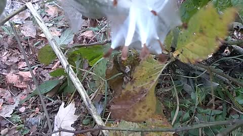 Milkweed