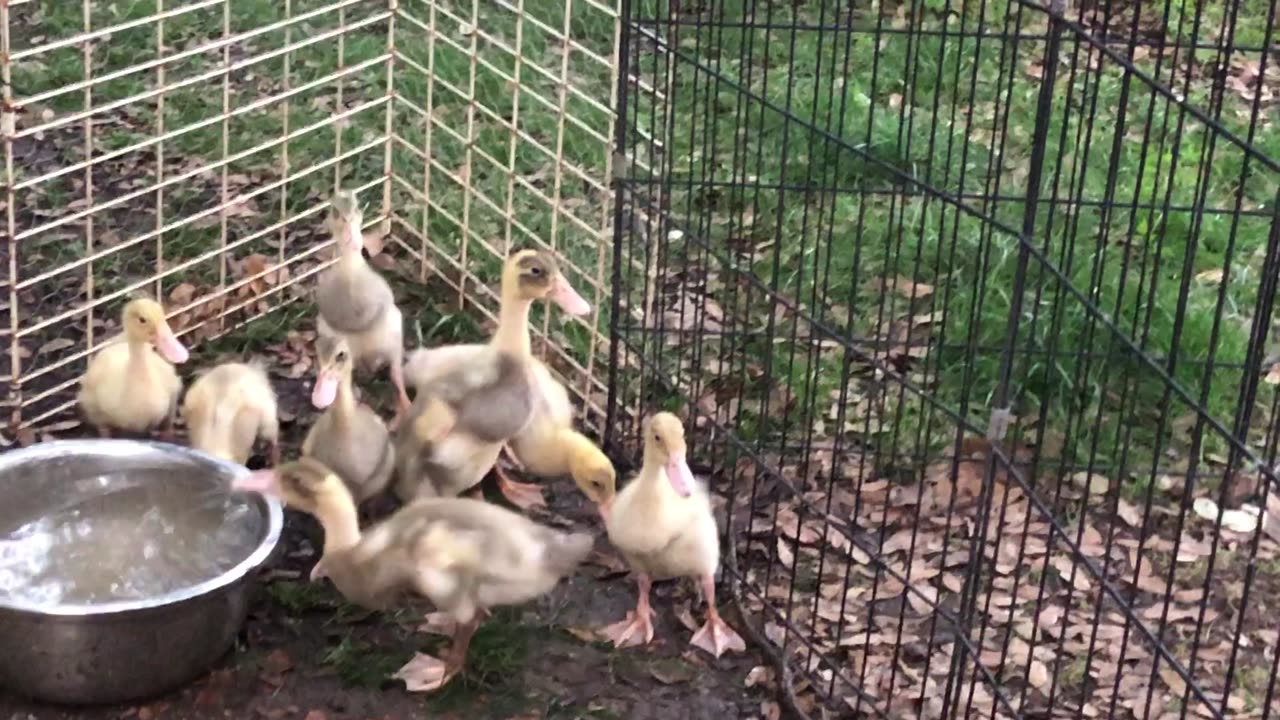 Scaredy-ducks are too tall for battub